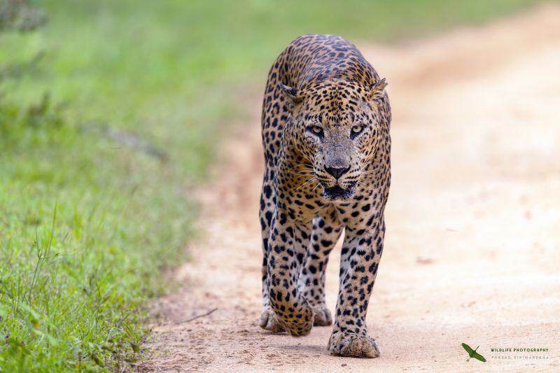 Leopard on a tree branch in Yala National Park