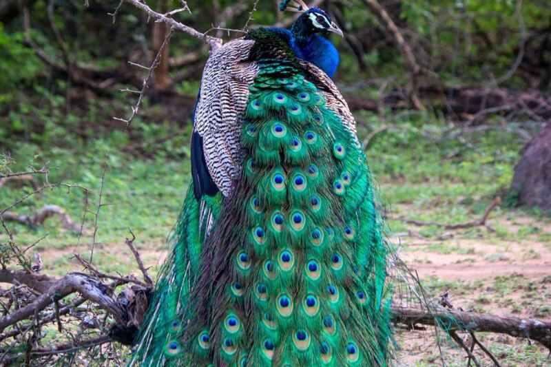 Peacock with feathers spread in Yala National Park