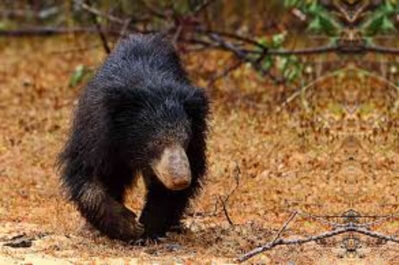 Sloth bear in Yala National Park