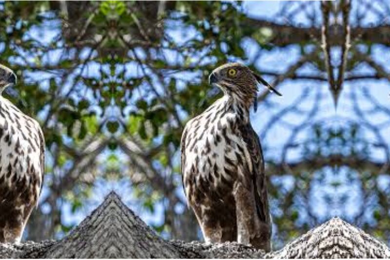 Crested hawk-eagle spotted in Yala National Park