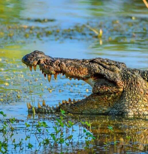 Crocodile in a waterhole in Yala National Park