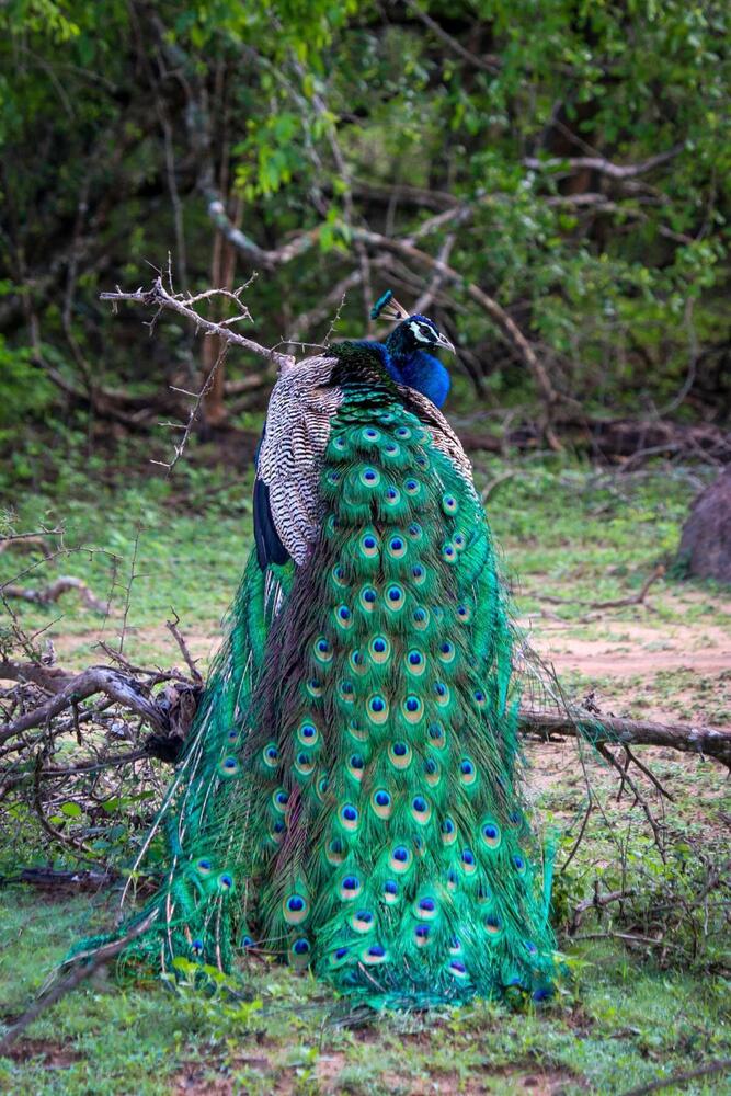 Peacock displaying feathers in Yala National Park